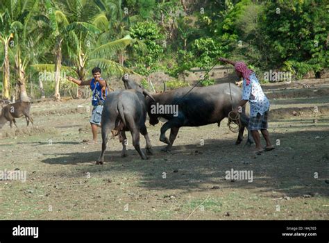 carabao fighting in philippines